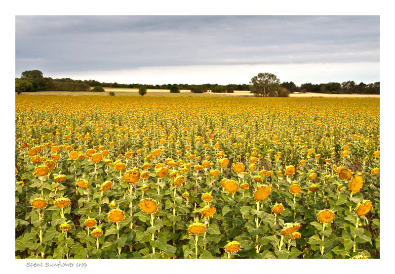 Spent Sunflowers