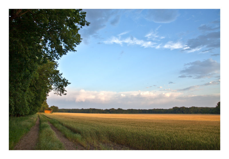 Wheat Field