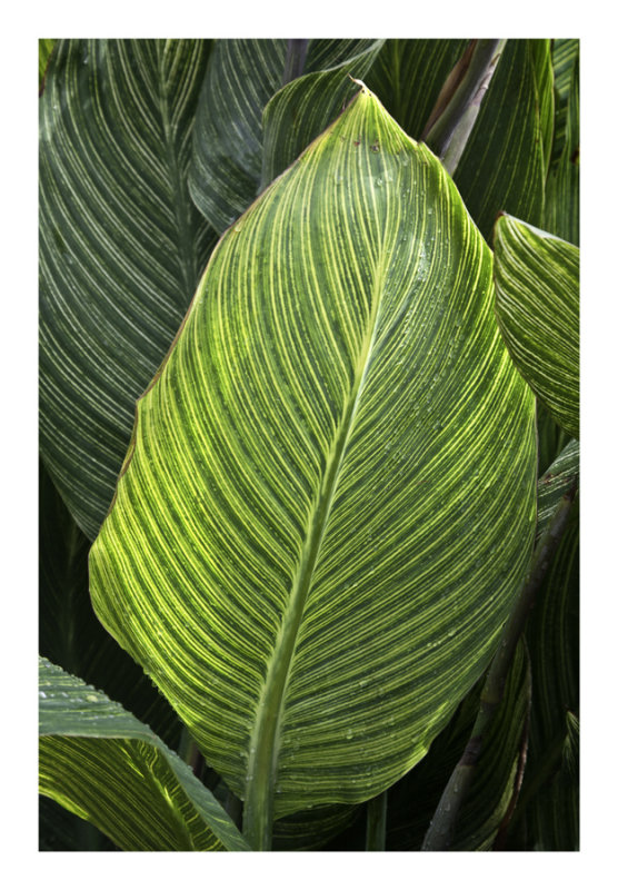 Single Leaf