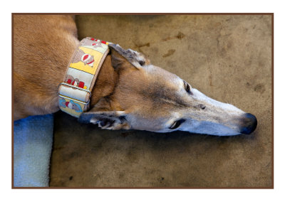 Greyhound in repose