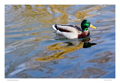 Mallard duck