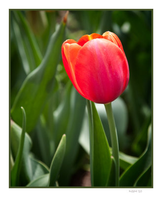 Solitary Tulip 