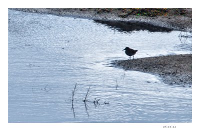 Water fowl