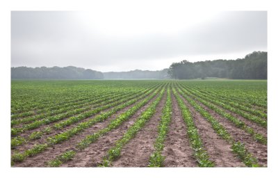 Soybean rows