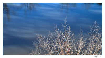 Grasses in winter