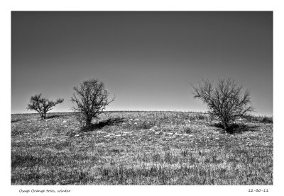 Osage Orange trees