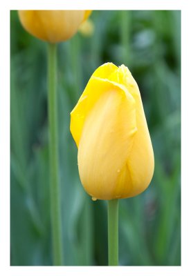 Tulip (no..it really is)