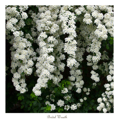 Bridal Wreath