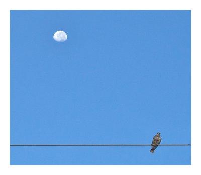 Bird on a wire