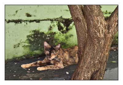 Feral cat,  Puerto Rico
