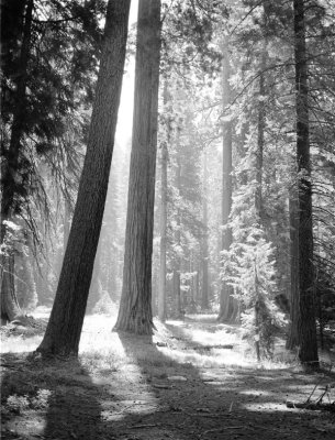 Sequoia Natl. Monument,CA