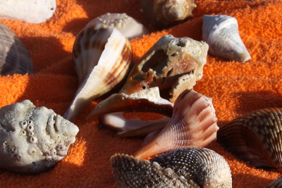Eclectic Shells.jpg