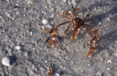 Spider.jpg