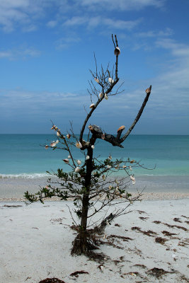 Shell Tree.jpg