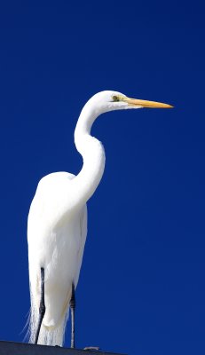 Egret no Regret.jpg