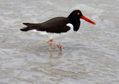 Red Peckerd Bird.jpg