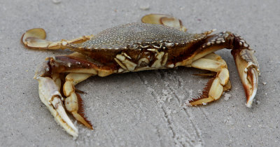 Jimmy the Crab.jpg