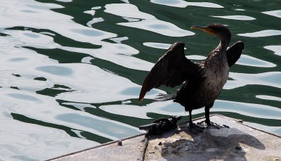 Drying Duck.jpg