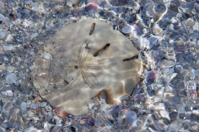 Sand Dollar.jpg