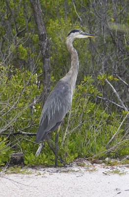 The Great Blue Heron.jpg
