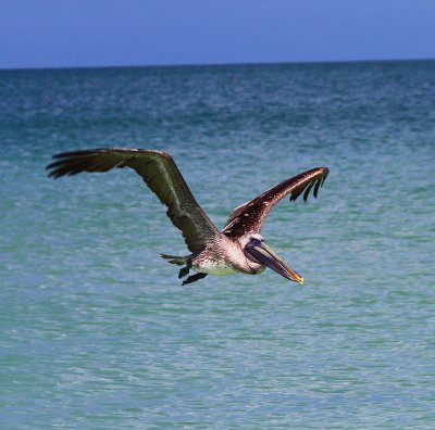 Birds gotta eat.jpg