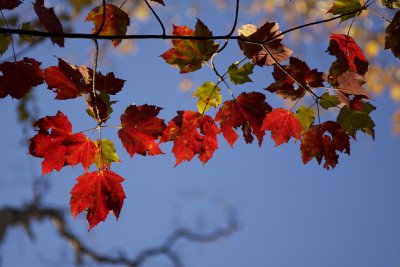 Maple Sky.jpg
