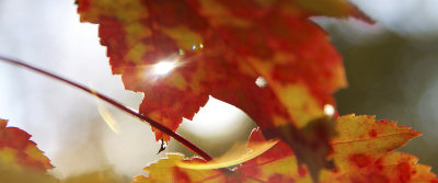 bubble of light.jpg