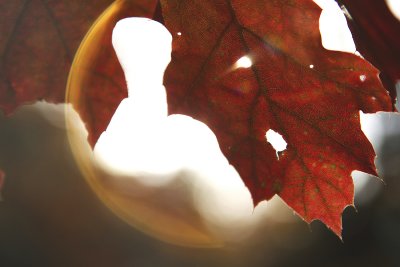 Bubble Oak.jpg