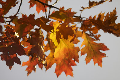 Black oak gold.jpg