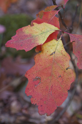 simply color.jpg