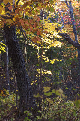 forested colors.jpg