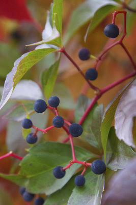 berries uneaten.jpg