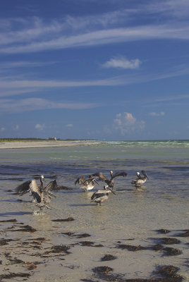 blue green gulls.jpg