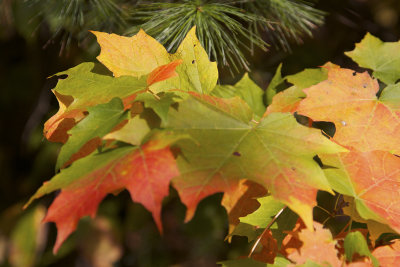 Maple poinsettia.jpg