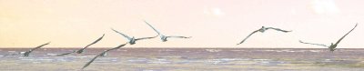 A flight of gulls.jpg