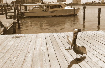 Pelicans and Egrets are much better pets to have at Frenchies Fish market for keeping scraps off of the docks.jpg