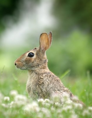 Rabbit in Clover