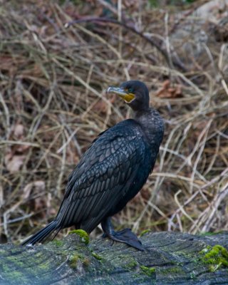 Vancouver Wetlands: Feb 21 '11