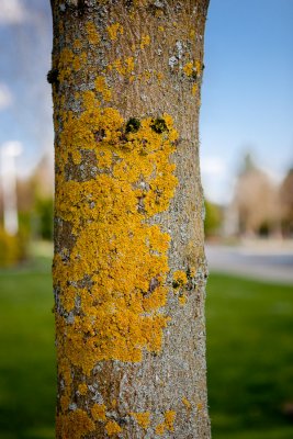 April 19 11 Vancouver Churchyard Trees-011.jpg