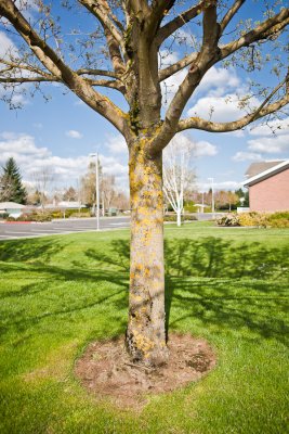 April 19 11 Vancouver Churchyard Trees-013.jpg