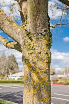 April 19 11 Vancouver Churchyard Trees-017.jpg