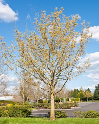 April 19 11 Vancouver Churchyard Trees-018.jpg