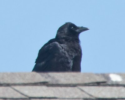 Aug 3 2011 Crow-013.jpg