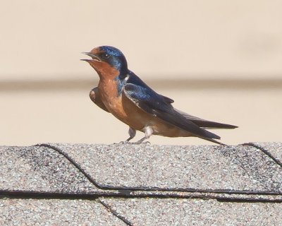 Aug 3 2011 Bird-027.jpg