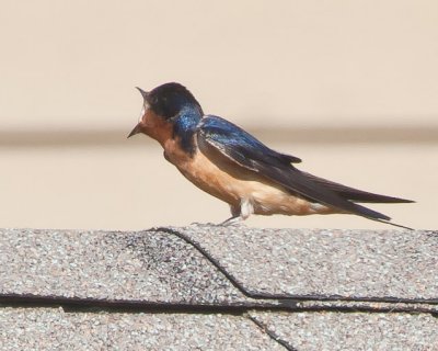 Aug 3 2011 Bird-028.jpg