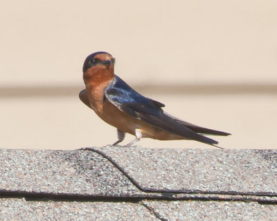 Aug 3 2011 Bird-029.jpg