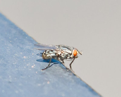 Aug 4 2011 Deck Flies 5D-006.jpg