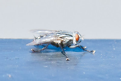 Aug 4 2011 Deck Flies 5D-026.jpg