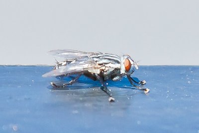 Aug 4 2011 Deck Flies 5D-027.jpg