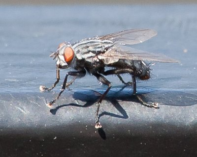 Aug 4 2011 Deck Flies 1D-023.jpg